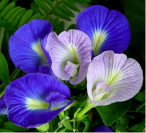 สีม่วง